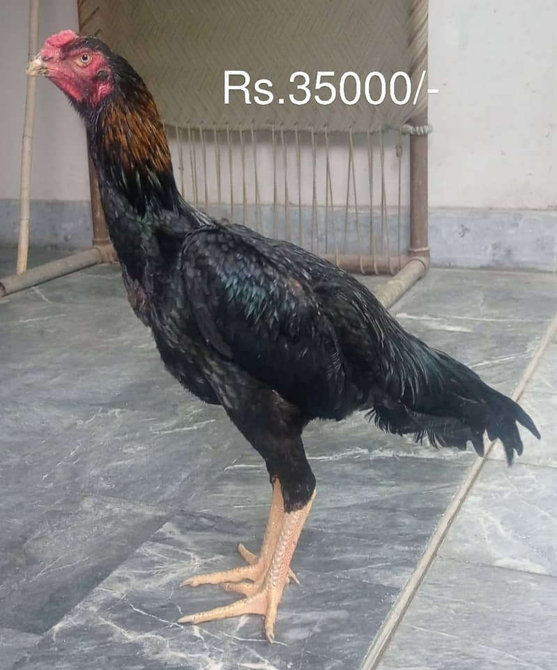 Aseel | Shamoo Aseel | High Quality Shamo | Shamoo Hens For Sale 7