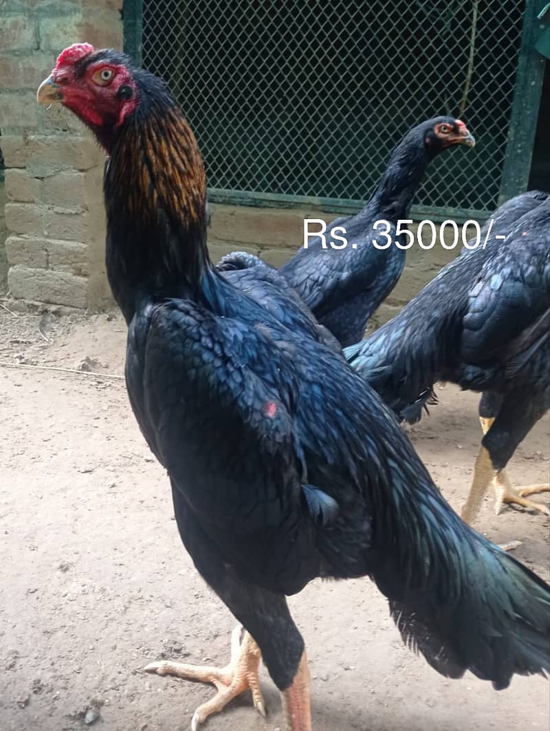 Aseel | Shamoo Aseel | High Quality Shamo | Shamoo Hens For Sale 8