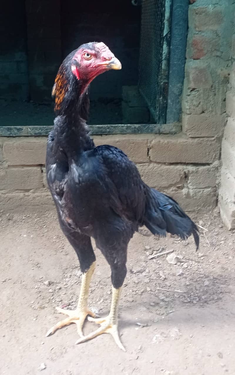 Aseel | Shamoo Aseel | High Quality Shamo | Shamoo Hens For Sale 12