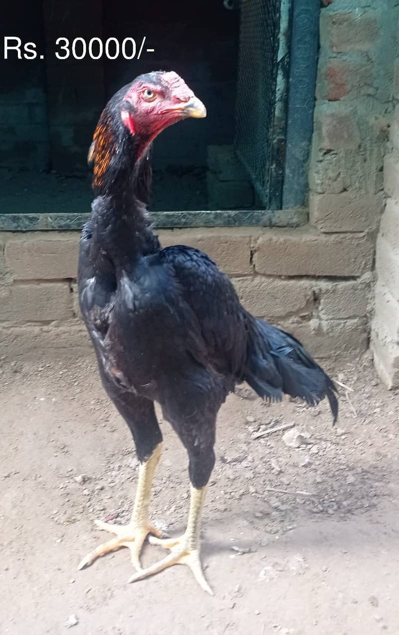 Aseel | Shamoo Aseel | High Quality Shamo | Shamoo Hens For Sale 13