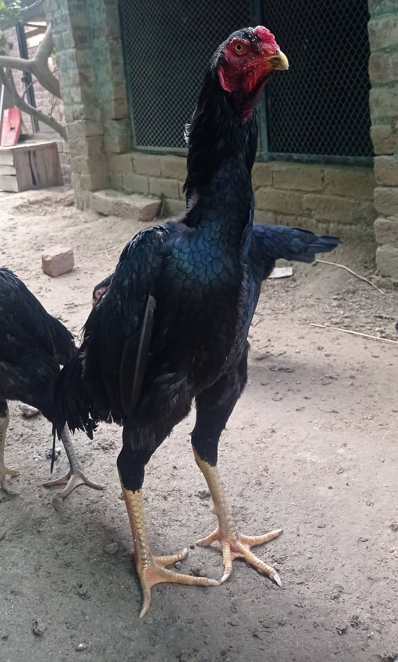 Aseel | Shamoo Aseel | High Quality Shamo | Shamoo Hens For Sale 2