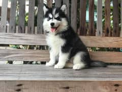 Siberian Husky and Shihtzu puppy available