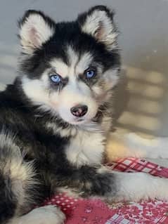 Siberian Husky and Shihtzu puppy available