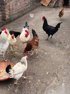 urgent sale egg laying hens