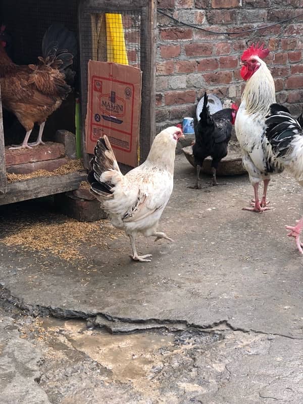 urgent sale egg laying hens 1