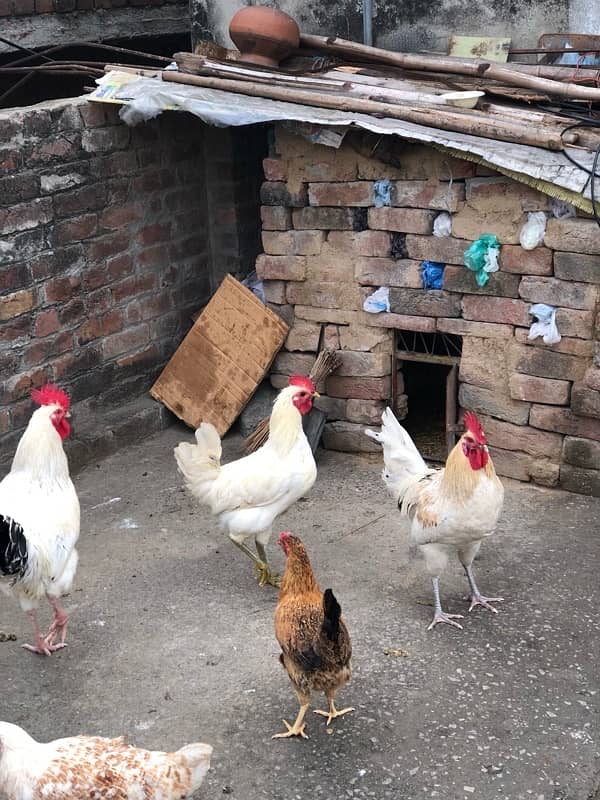 urgent sale egg laying hens 2