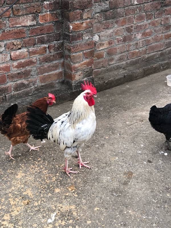 urgent sale egg laying hens 3