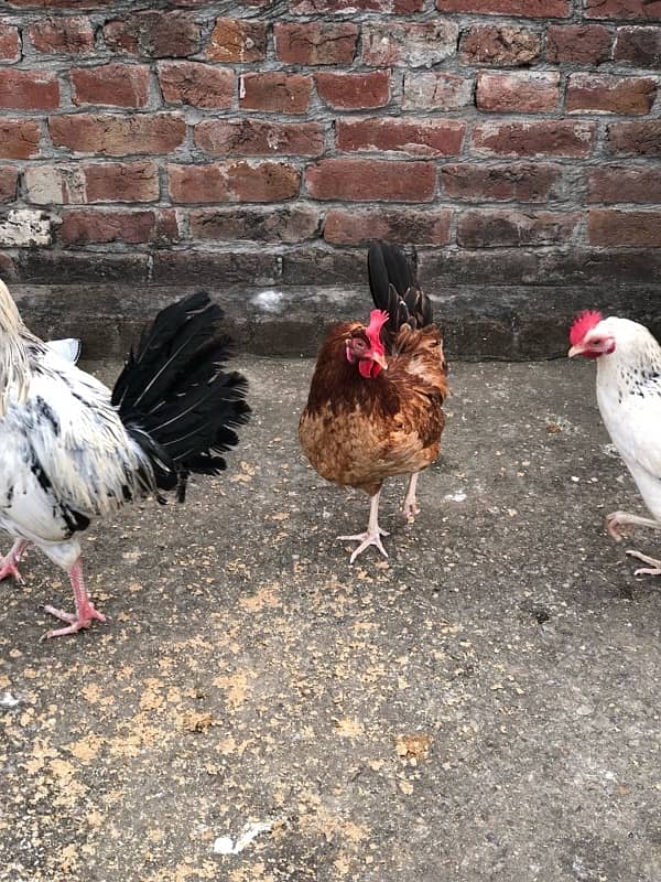 urgent sale egg laying hens 4