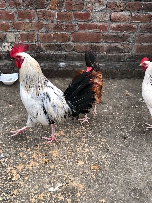 urgent sale egg laying hens 5