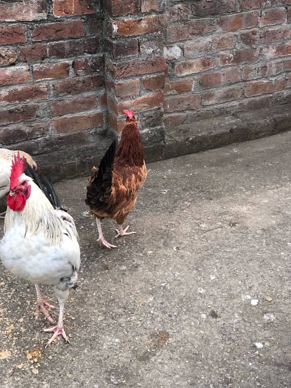 urgent sale egg laying hens 6