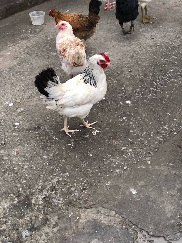 urgent sale egg laying hens 7