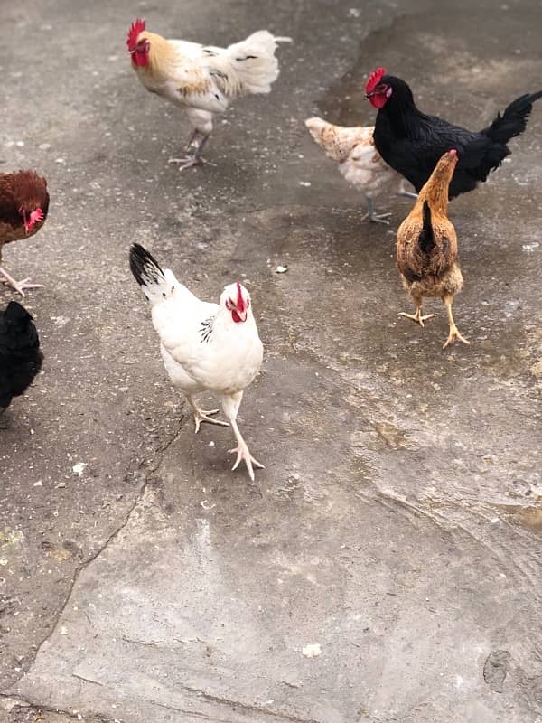 urgent sale egg laying hens 8