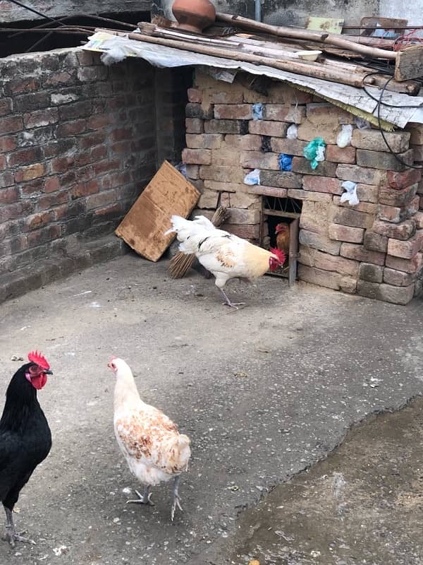 urgent sale egg laying hens 9