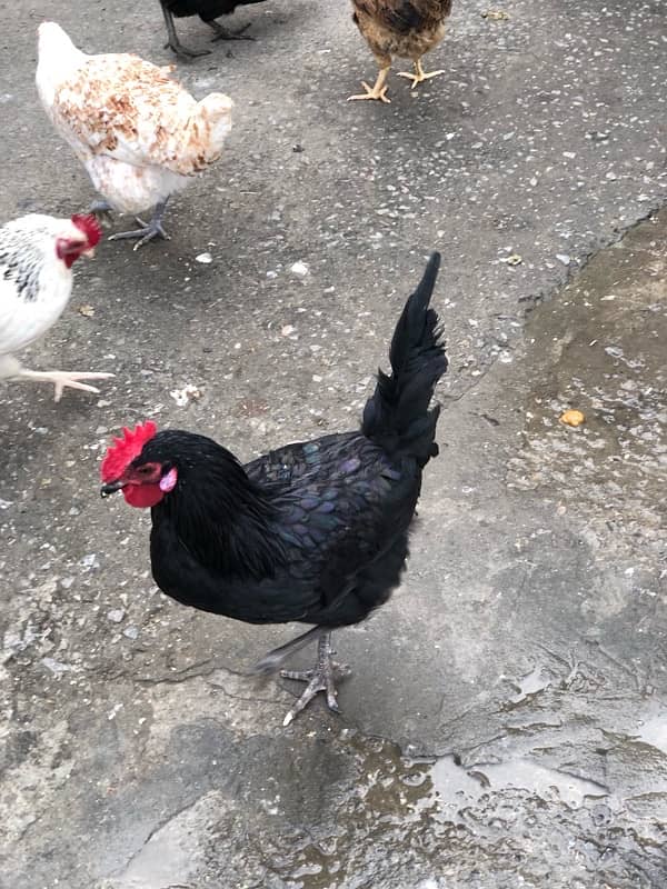 urgent sale egg laying hens 10