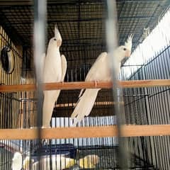 Cockatiel breeder parrot