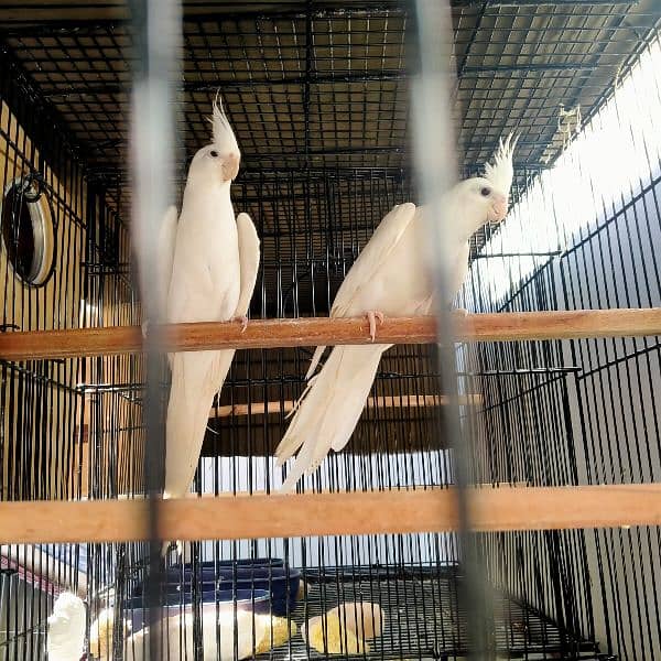 Cockatiel breeder parrot 0