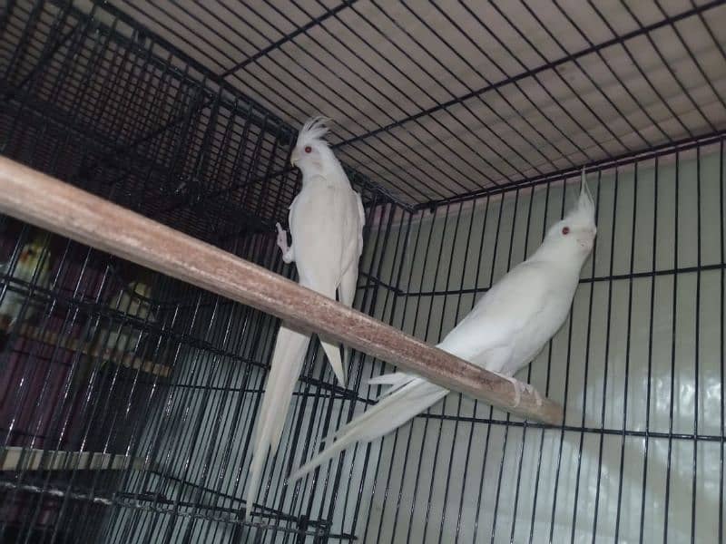 Cockatiel breeder parrot 1