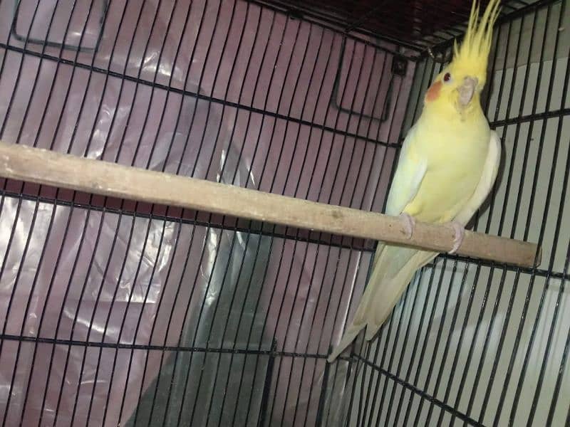 Cockatiel breeder parrot 2