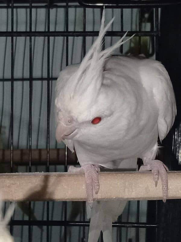 Cockatiel breeder parrot 5