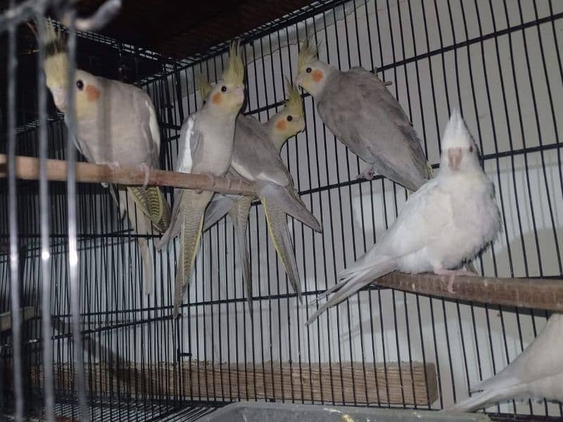 Cockatiel breeder parrot 6