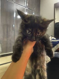 Semi Persian doll faced black 2 months kitten