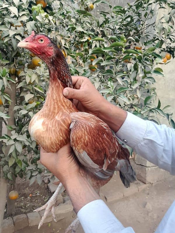 Mianwali Aseel Breeder females 0