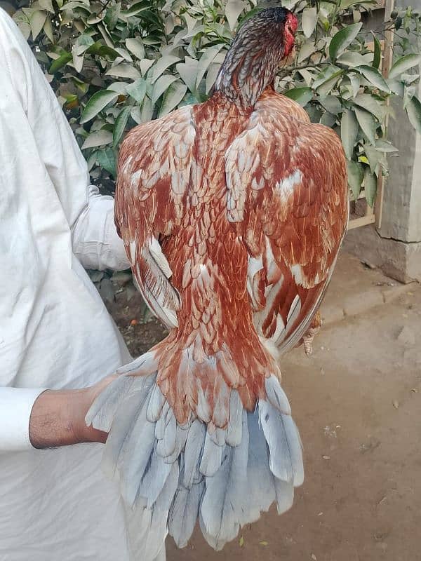 Mianwali Aseel Breeder females 2