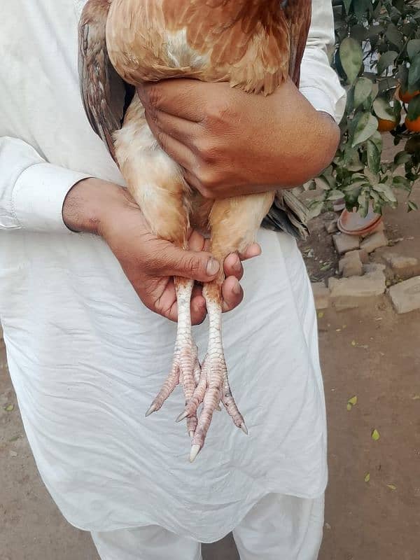 Mianwali Aseel Breeder females 3