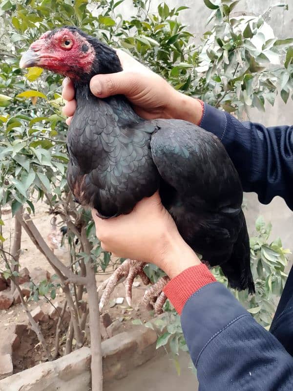 Mianwali Aseel Breeder females 4