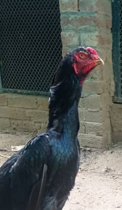 Aseel | Shamoo Aseel | High Quality Shamo | Shamoo Hens For Sale