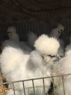 Top Quality Silkie Available