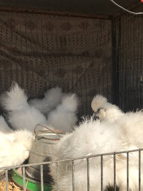 Top Quality Silkie Available 1