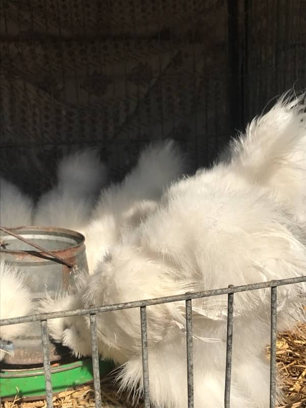 Top Quality Silkie Available 2