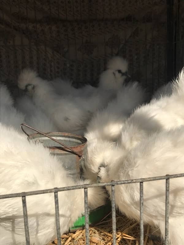 Top Quality Silkie Available 3