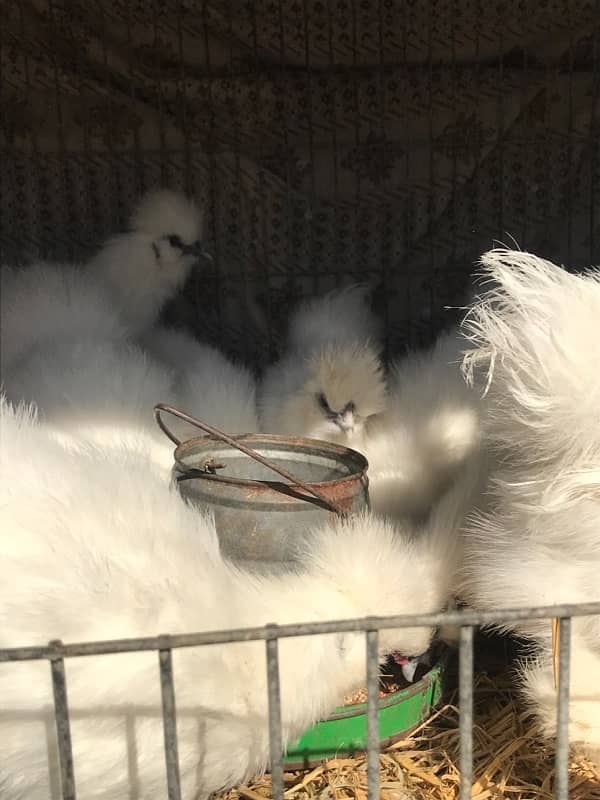 Top Quality Silkie Available 4