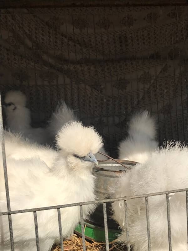 Top Quality Silkie Available 5