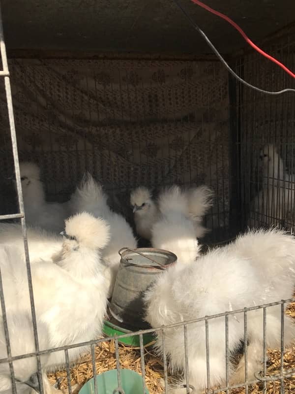 Top Quality Silkie Available 6