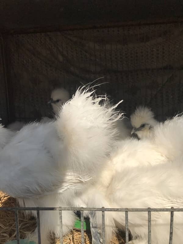 Top Quality Silkie Available 7