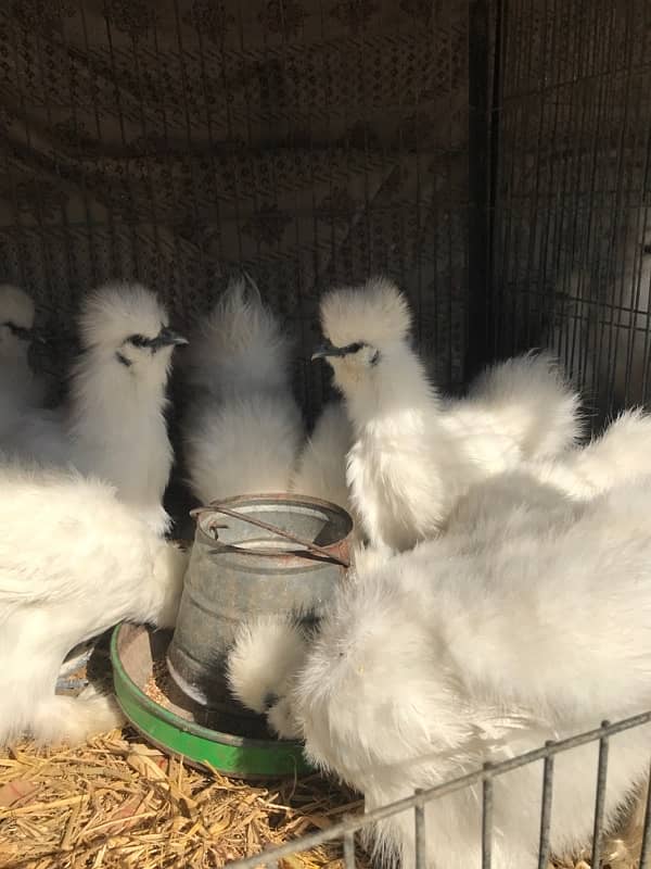 Top Quality Silkie Available 8