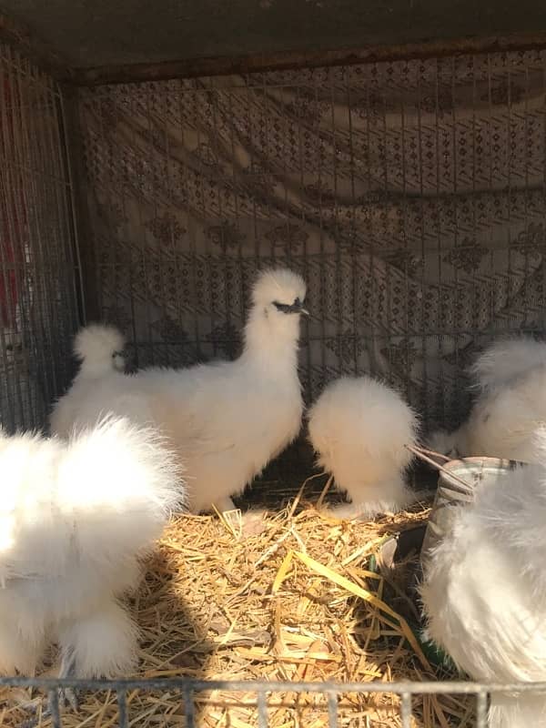 Top Quality Silkie Available 9