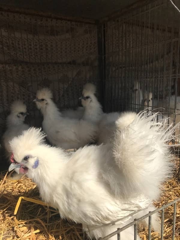 Top Quality Silkie Available 10