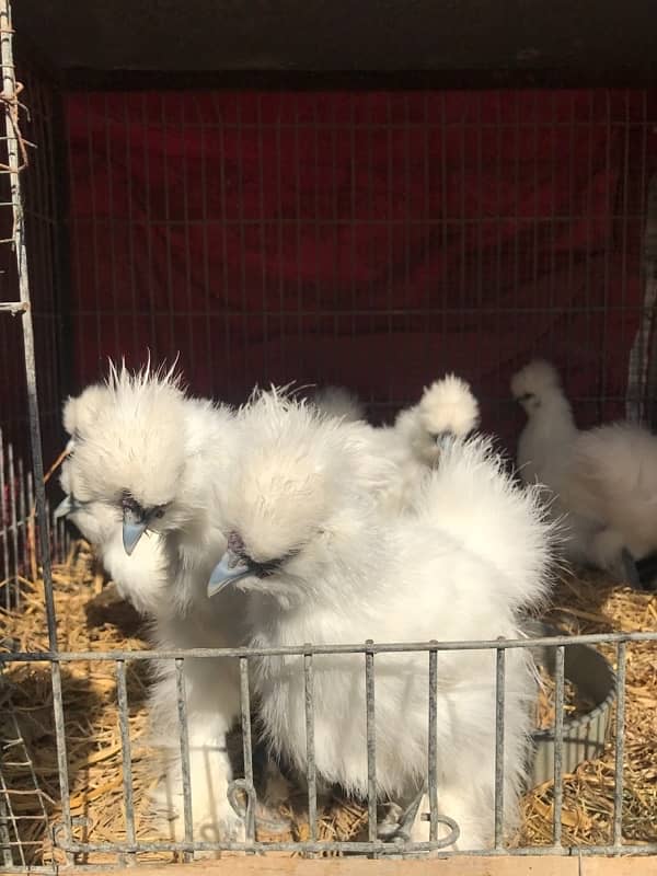 Top Quality Silkie Available 11