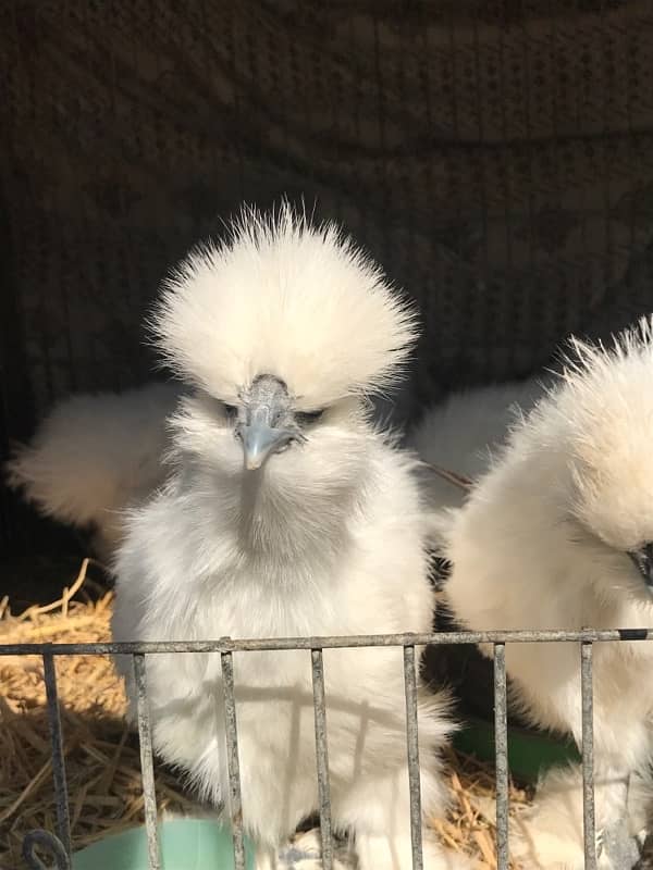 Top Quality Silkie Available 12