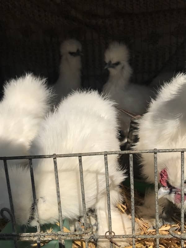 Top Quality Silkie Available 14