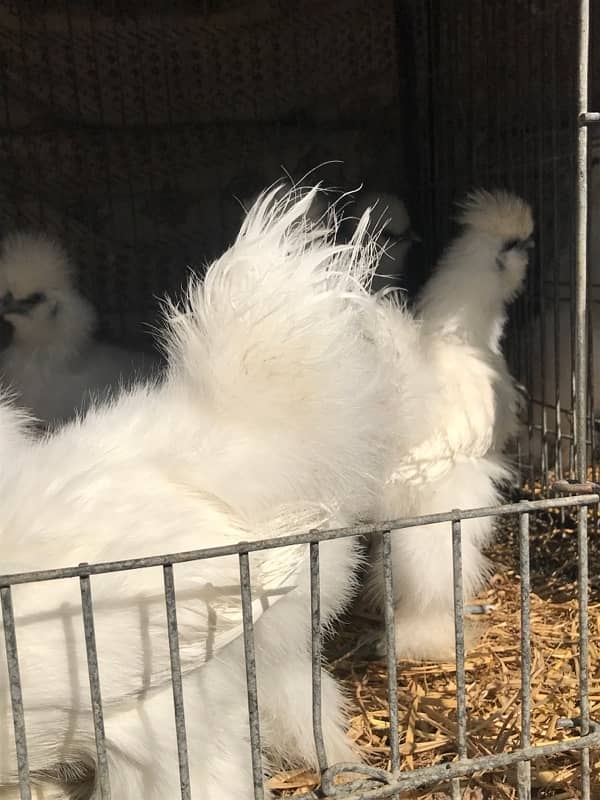 Top Quality Silkie Available 15