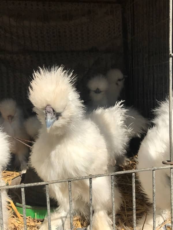 Top Quality Silkie Available 16