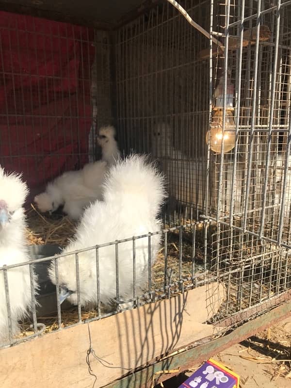 Top Quality Silkie Available 17