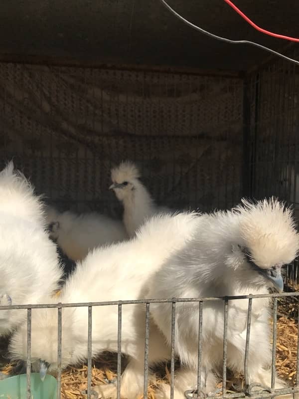 Top Quality Silkie Available 18