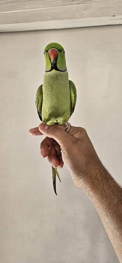 green ringneck handtame parrot male