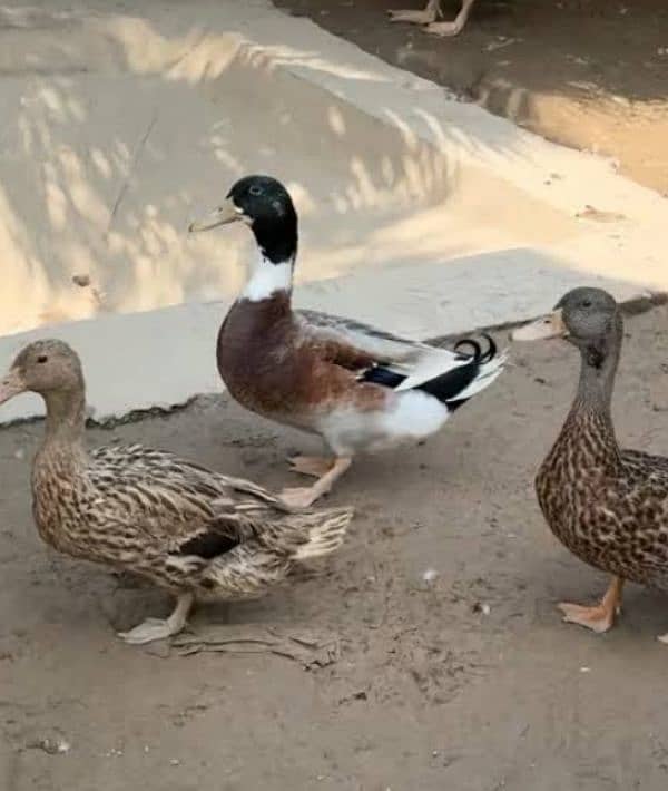 duck for sale andon wali 0